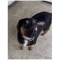 Kópé, 2 éves ivartalanított kan #5