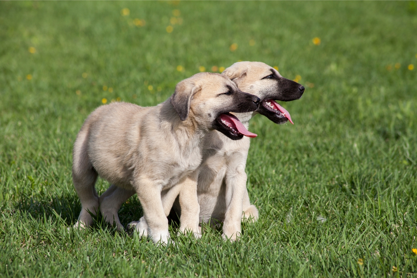 Kangal pásztorkutya kölykök