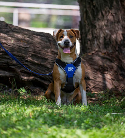 Hádész, 9 éves, 50 cm magas, kan