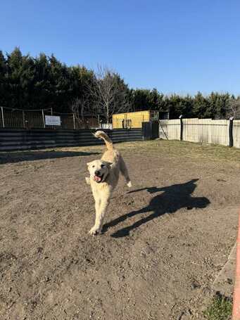 Sziszike, 8 éves, ivartalanított szuka kutyus