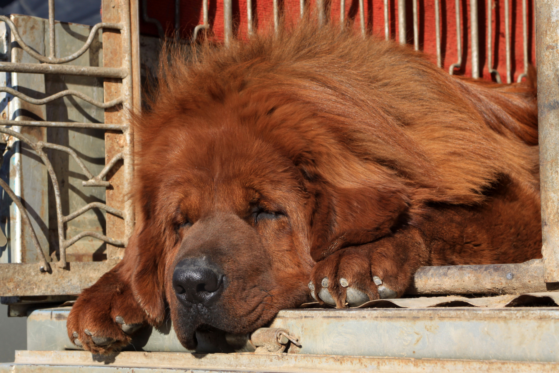 Tibeti masztiff pihen