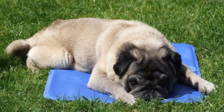 Hűtő matracok és egyéb praktikák a nyári kánikula idejére gazdiknak