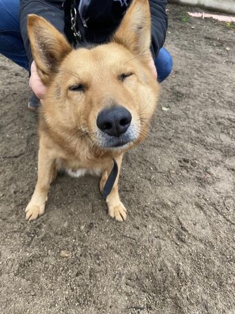 Sajó, 3 éves, 51 cm magas, németjuhász keverék, kan