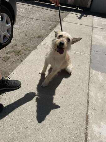 Szöszi, 5 éves ivartalanított lányka