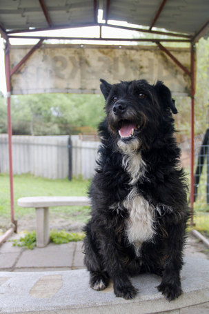 Gáspárka, 6 éves ivartalanított kan