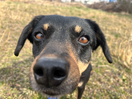 Gizi, 6 éves, 48 cm magas, szuka