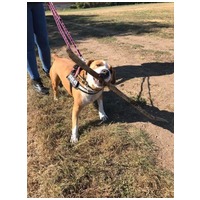 Hádész, 9 éves, 50 cm magas, kan #7