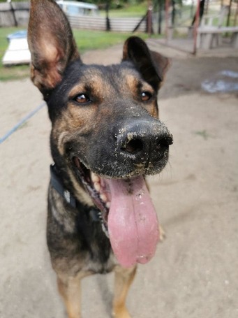 Kajla, 4 éves, 65 cm magas, kan