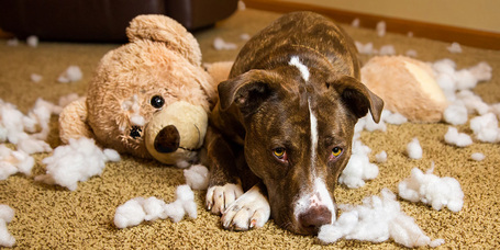 Furcsa kutya szokások és magyarázatuk