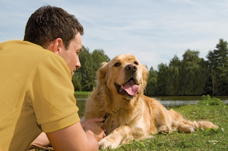 Belcando Adult Dinner