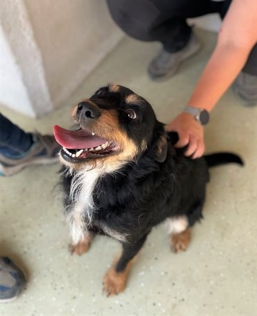 Oli, 2 éves, 47 cm magas, kan