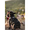 Montana Dog francia bulldog kutyahám fekete színben