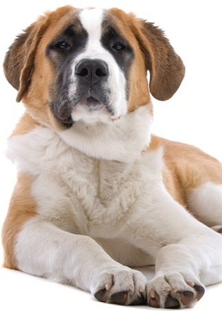 Pro-Nutrition Prestige Puppy Maxi Pork