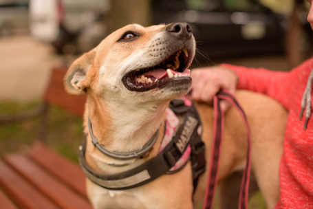 Natasa, 6 éves, 48 cm magas, szuka