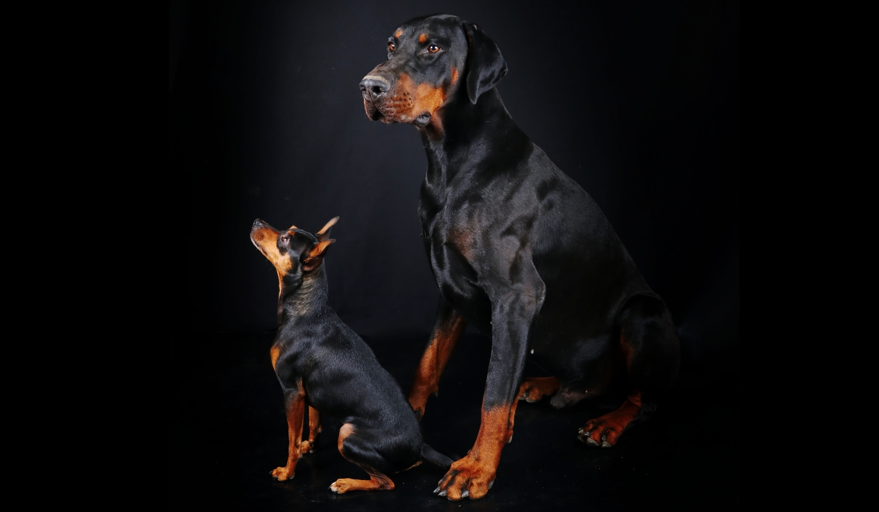 Törpe pincser vs dobermann