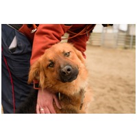 Paca, két éves, kan #8