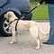 Trixie autós biztonsági öv + hám kutyáknak