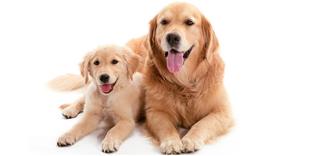 A kutya életkorának kiszámítása