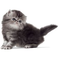 Royal Canin Persian Kitten - Perzsa kölyök macska száraz táp #11