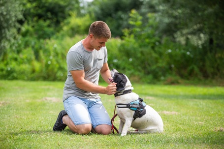 Sparko, két éves, 48 cm magas, kan