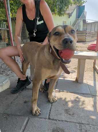 Vilinger, ivartalanított kan