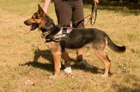 Marsall, egy éves, kan