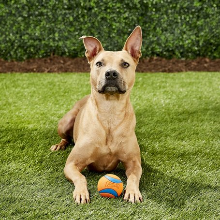 Chuckit! Ultra Ball - Az Elnyűhetetlen gumilabda kutyáknak