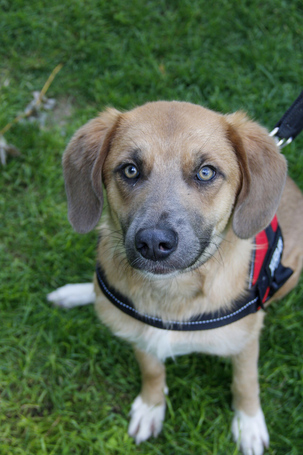 Kira, 2 éves szuka kutyus