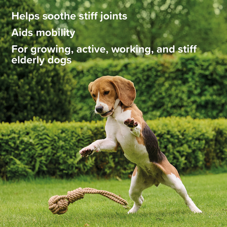 Beaphar Flexifit rágótabletta kutyáknak