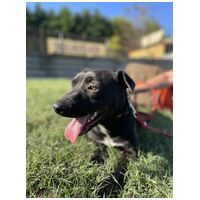 Nicole, egy éves, szuka #2