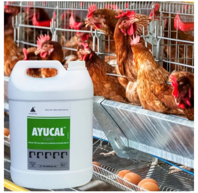 Ayucal kalcium-, foszfor- és tojáshéj-erősítő itatófolyadék - zoom