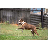 Morpheus, 7 éves, 50 cm magas, boxer mix, kan #9