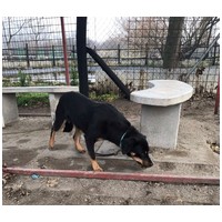 Gizi, 6 éves, 48 cm magas, szuka #3