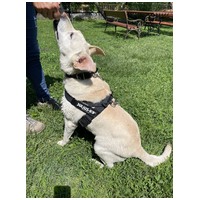 Amy, ivartalanított szuka kutyus #9