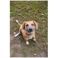 Kira, 2 éves szuka kutyus