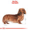 Royal Canin Dachshund Adult - Tacskó felnőtt kutya nedves táp