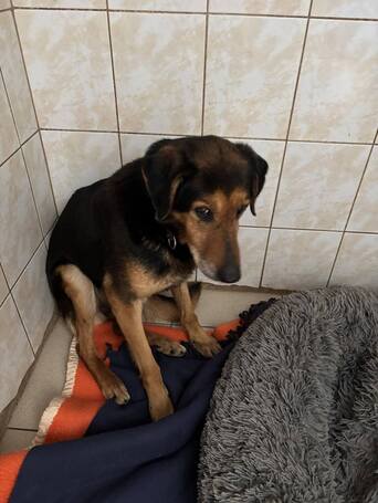 Bözsi, a 10 éves idős hölgy