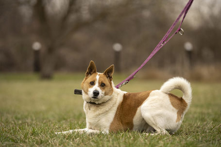 Foltos, 6 éves, 46 cm magas, kan