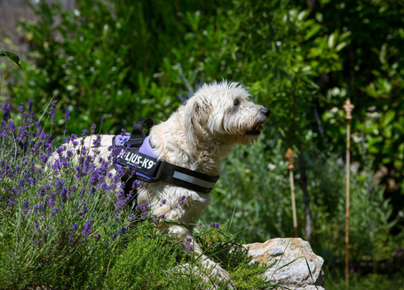 Julius-K9 IDC lila powerhám kutyáknak