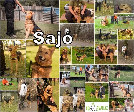 Sajó, 7 éves ivartalanított németjuhász keverék kan