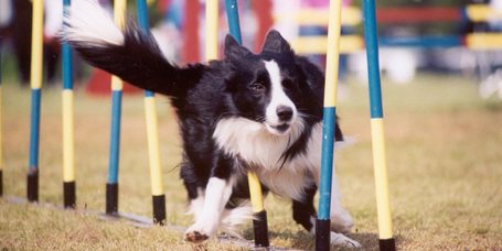 VI. Kutyás Sportízelítő rendezvény a Bókay-kertben