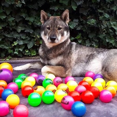 Panzi labda kutyáknak