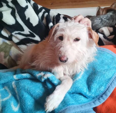 Aranyka, ivartalanított szuka kutyus