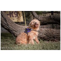 Zsenna, 12 éves, szuka #3