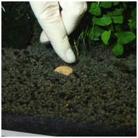 JBL Kugeln növénytáp golyók #8