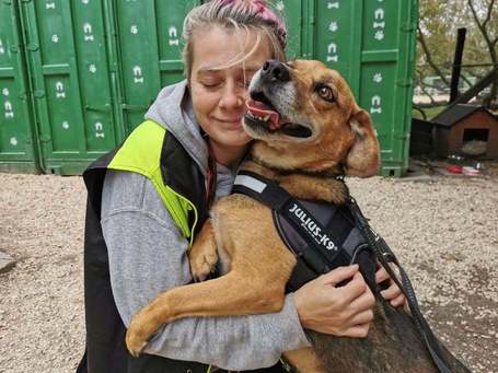 Ranger, ivartalanított kan, 9 éves