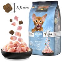 Leonardo GF Kitten #2