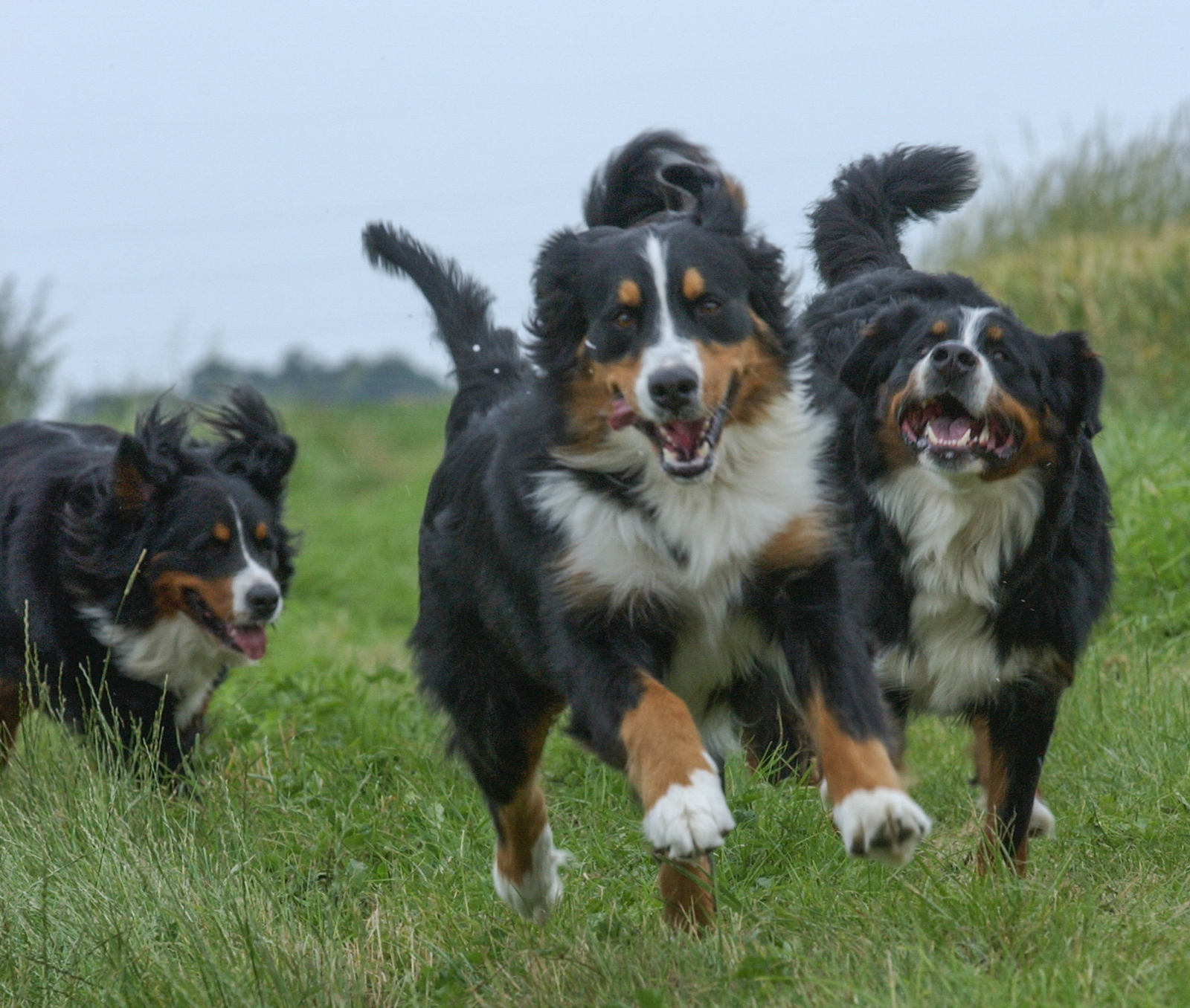 Câini Ciobănești de Berna aleargă pe câmp