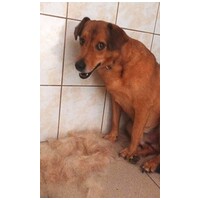 Misi, ivartalanított kan #24