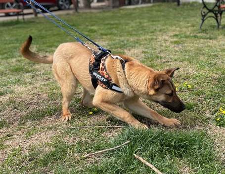 Kelly, 10 hónapos, szuka